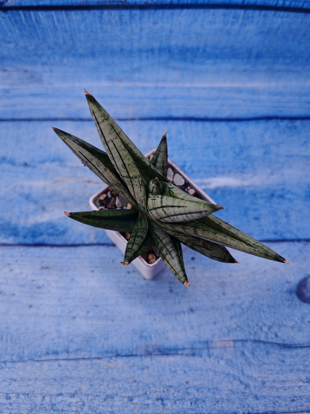 Sansevieria Classic Fan (Сансевиерия)