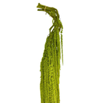 Амарант салатовый