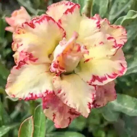 Адениум обесум 249 Phương Lam Vàng Mutation