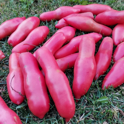 Помидоры Баба Яга - Baba Yaga Tomato