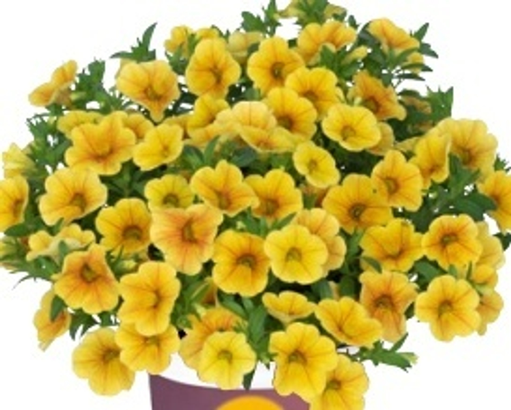 Calibrahoa Aloha kona honeycomb ОКС укорененный . Под заказ, производство 4-5 недель