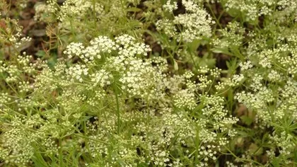 Анис обыкновенный (плоды)