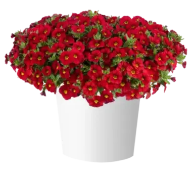 19229 Калибрахоа LIA CHILI PEPPER (ВЕСНА 2025)