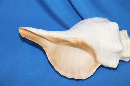 Раковина Плеуроплока гигантея (Pleuroploca gigantea) 1 шт., 32 см