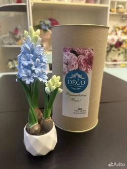 Гиацинт в подарок к празднику