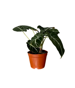 Алоказия Little Fairy д.12