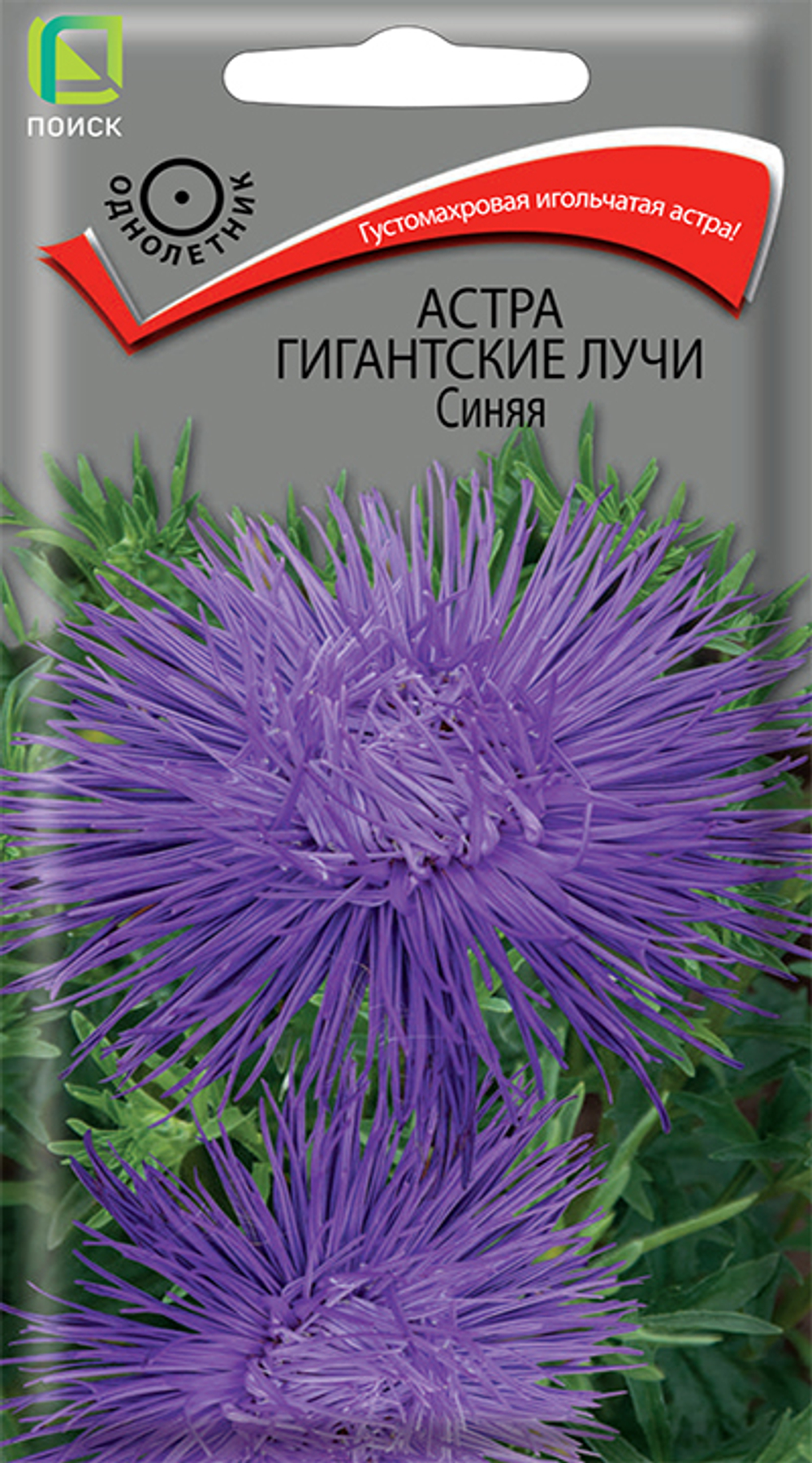 Астра Гигантские лучи Синяя