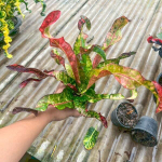 Кротон THA MUANG