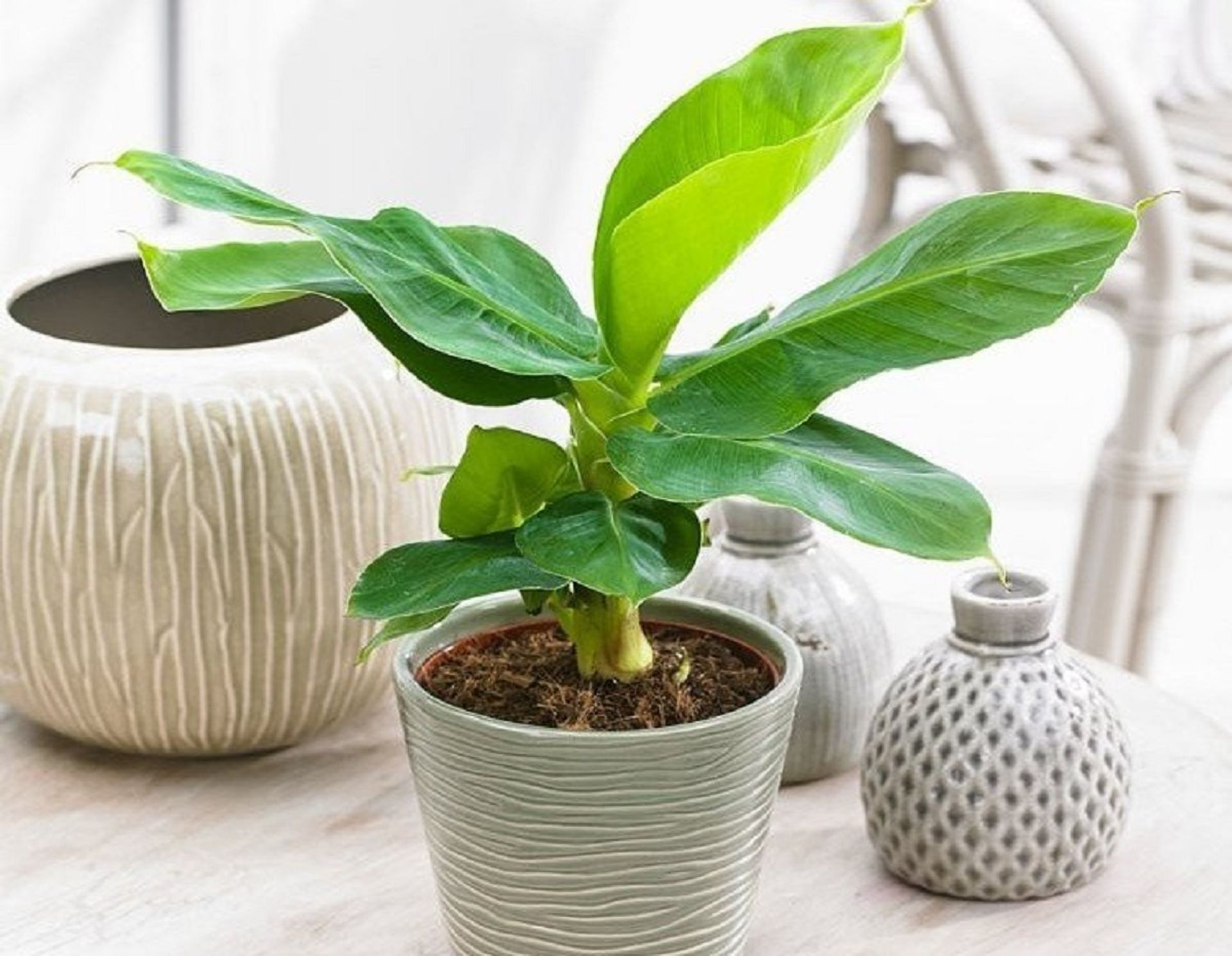 Грунт для банана. Банан комнатный. Грунт для банана комнатного. Почва для комнатного банана. Грунт для банана готовый.