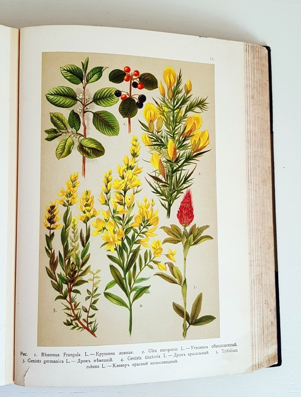 "Ботанический атлас. Описание и изображение растений Русской Флоры". Составил Н.А. Монтеверде, главный ботаник Имп. Ботанического сада Петра Первого. 1906 г. - редкая книга