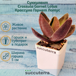 Crassula Garnet Lotus (Крассула)