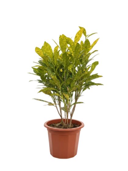 Фикус Бенджамина д.23