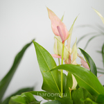 Антуриум Андреанум Лилли 12/40