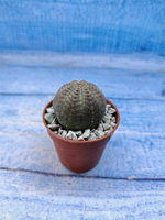 Euphorbia Obesa (Эуфорбия)