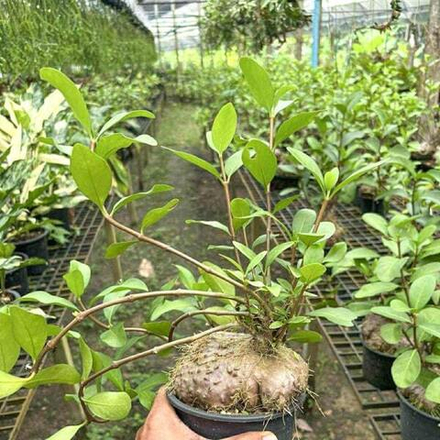 Гиднофитум H.FORMICARIUM