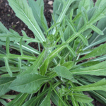 Короставник македонский. Knautia macedonica.