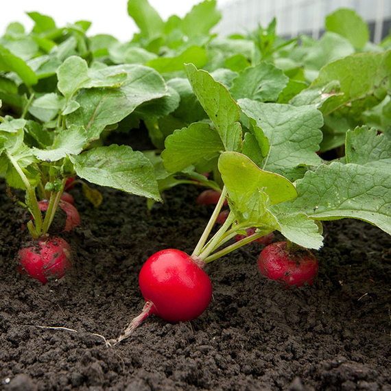 РОНДАР F1 семена редиса Syngenta купить – фото 1