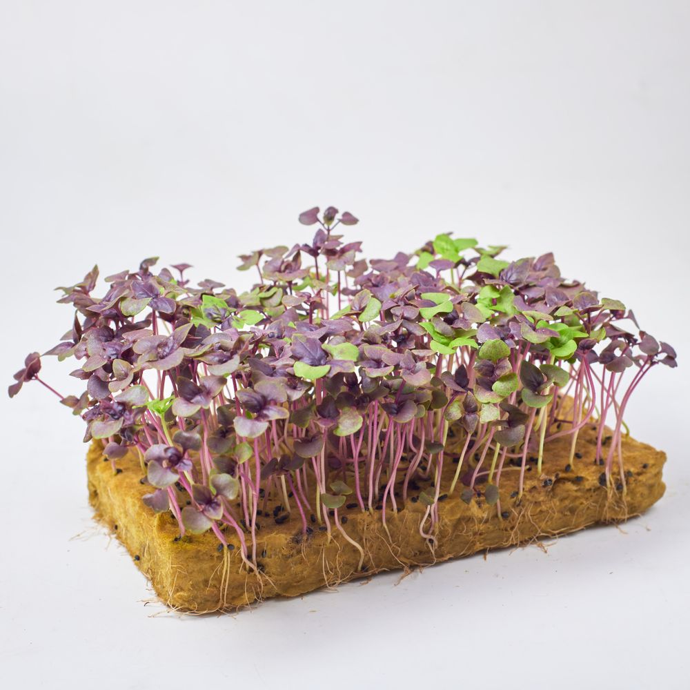 Базилик фиолетовый