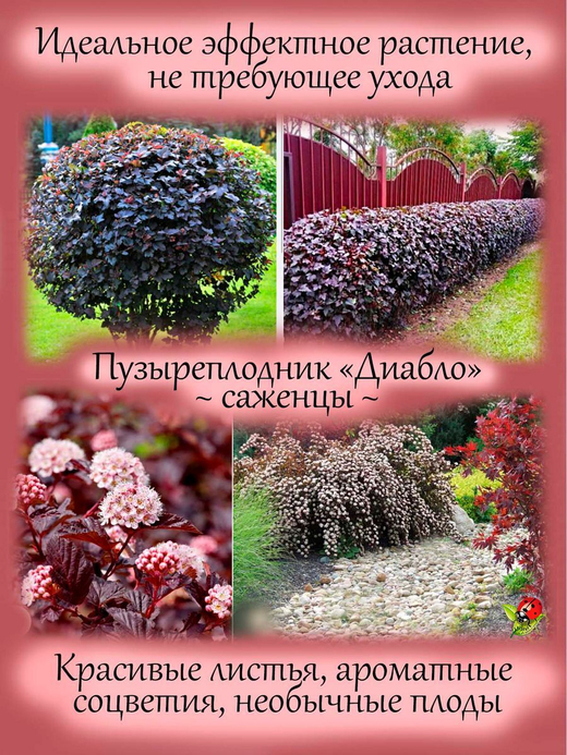 Пузыреплодник калинолистный Диабло