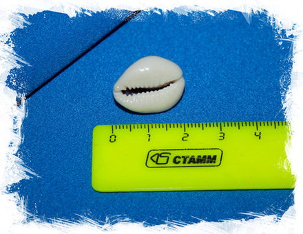 Ципрея аннулус с 1 отверстием, 2-3см, 1шт