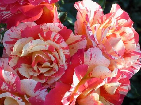 Альфред Сислей (Alfred Sisley)