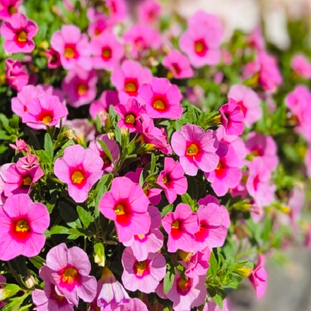 Калибрахоа Lia Spark Pink р9 1шт