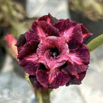 Адениум GIRL'S SECRET