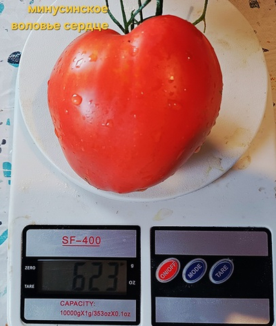 МИНУСИНСКОЕ ВОЛОВЬЕ СЕРДЦЕ