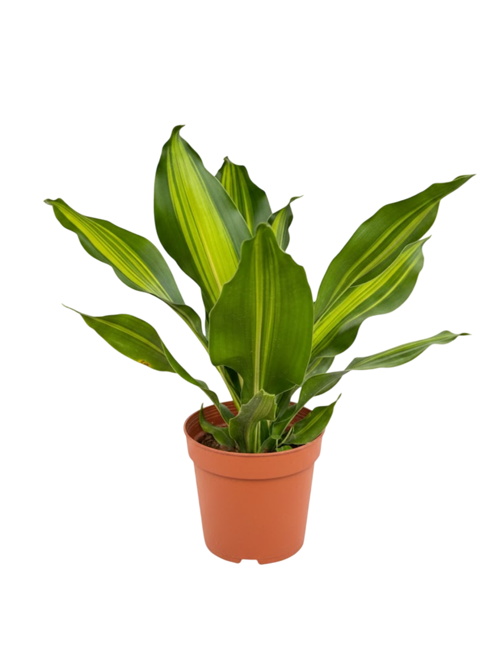 Драцена узколистная Golden Heart д.9