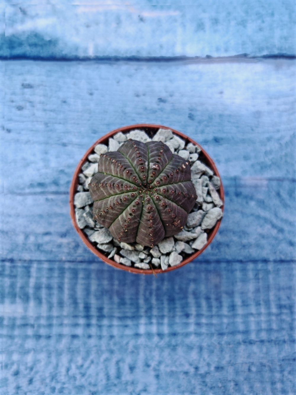 Суккулент Euphorbia Obesa (Эуфорбия)