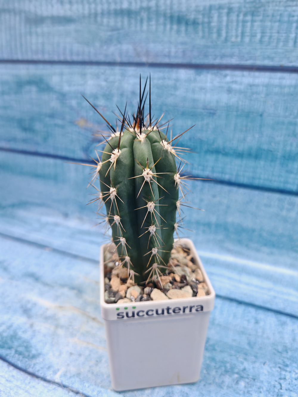 Stetsonia Coryne (Стэтсония)