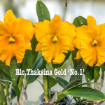 Орхидея ринхолелиокаттлея RLC. THAKSINA GOLD #1