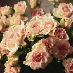Роза Изис спрей, саженец с ЗКС.