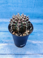 Gymnocalycium T-Rex Pink hybride (Гимнокалициум T-rex)