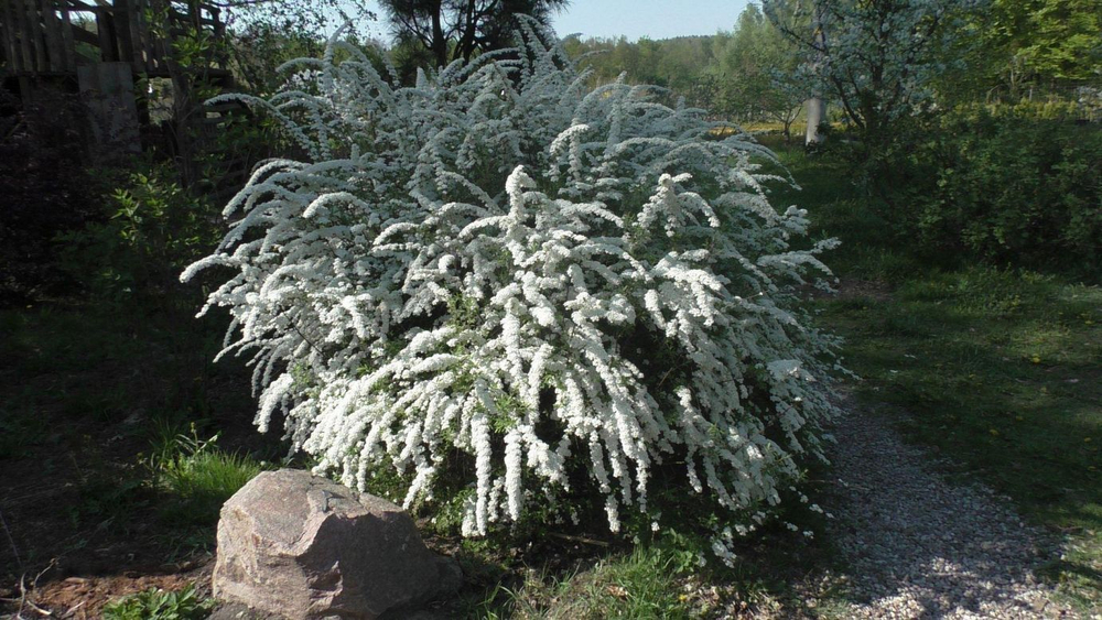 Спирея серая Грефшейм С2 20-30