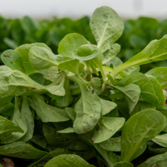 Бонвита семена корн салата (Enza Zaden / ALEXAGRO) отзывы – фото 3