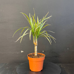 Драцена Маргината (Dracaena marginata) или Драконово дерево