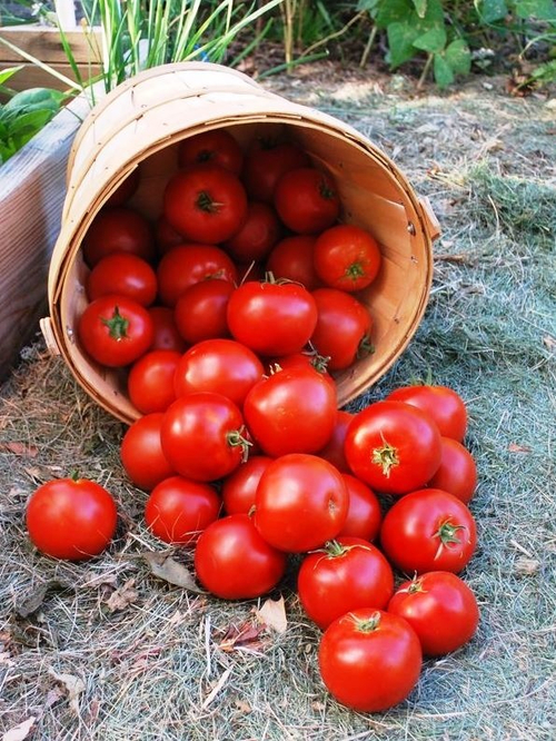 Помидоры Big Beef - Большой Бифштексный