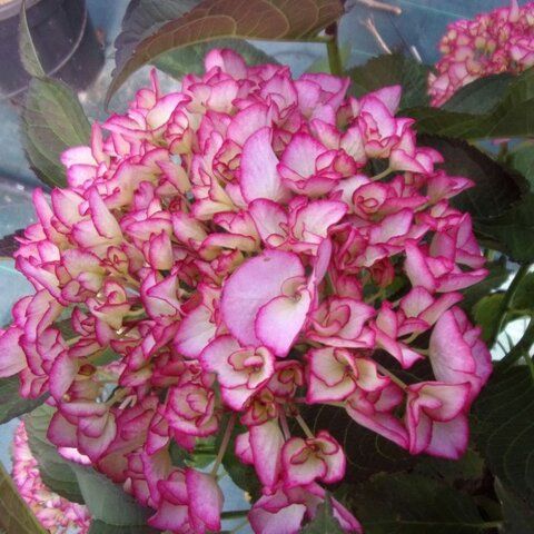 Гортензия крупнолистовая САЛЬСА (Hydrangea macrophylla 