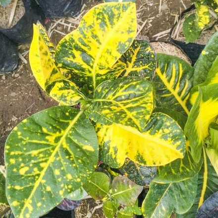 Кротон PRINCESS ANNA