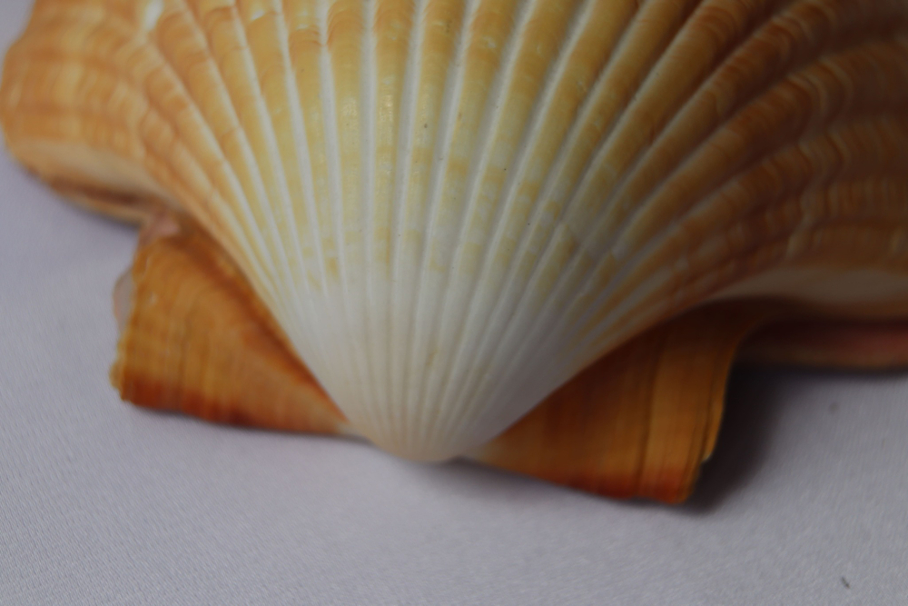 Пектен Вогдеси (двустворчатая пара), 5-7см, 1шт