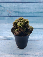 Gymnocalycium Spineless Crested form (Гимнокалициум Кристатный)