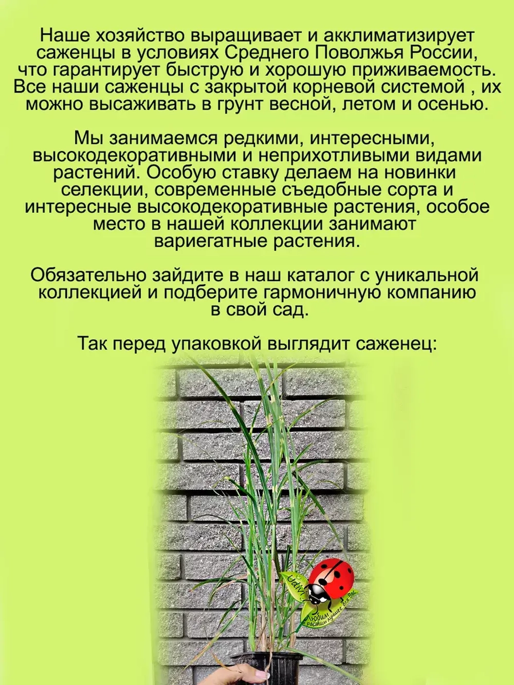 Злак Мискантус китайский Голд Бар