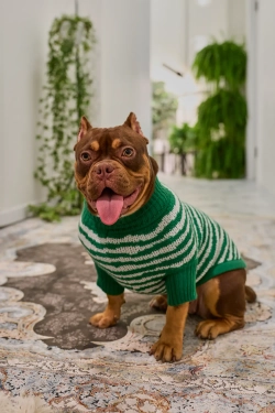 Для собачки