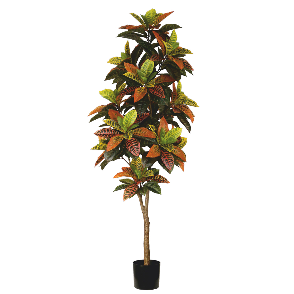 Кротон 195 см.