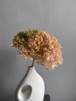 Гортензия стабилизированная персиково-зеленая