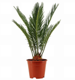 Цикас революта