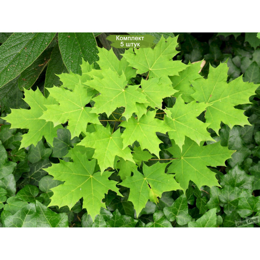 Клен остролистный (ком) 400-450