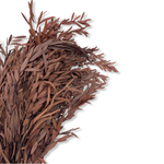 Эвкалипт Николи красный