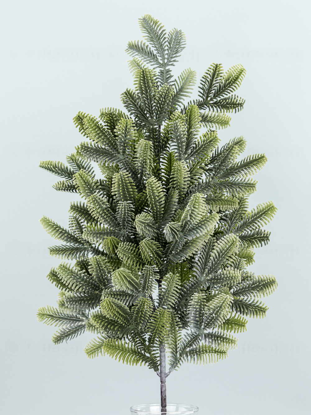 Ветка пихты